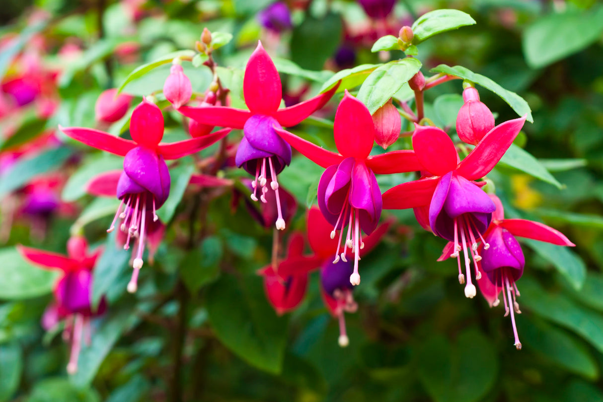 Fuchsia (AKA Purple Haze) Props - 4-Blade 31mm - Tiny Whoop